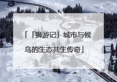 「狮游记」城市与候鸟的生态共生传奇