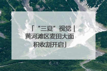 “三夏”视觉｜黄河滩区麦田大面积收割开启
