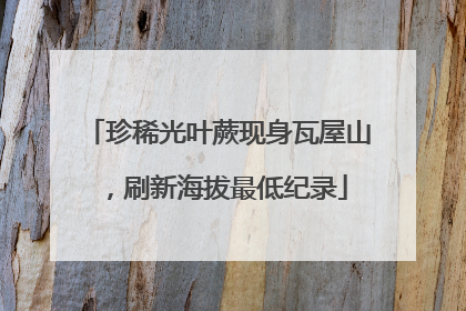 珍稀光叶蕨现身瓦屋山，刷新海拔最低纪录