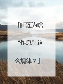 睡莲为啥“作息”这么规律？