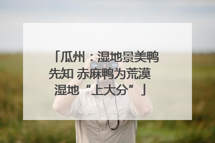 瓜州：湿地景美鸭先知 赤麻鸭为荒漠湿地“上大分”