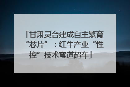 甘肃灵台建成自主繁育“芯片”：红牛产业“性控”技术弯道超车