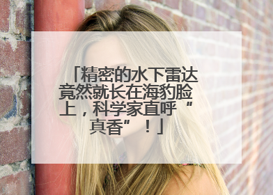 精密的水下雷达竟然就长在海豹脸上，科学家直呼“真香”！