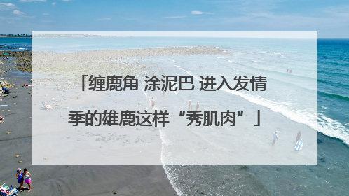 缠鹿角 涂泥巴 进入发情季的雄鹿这样“秀肌肉”