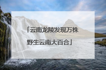 云南龙陵发现万株野生云南大百合