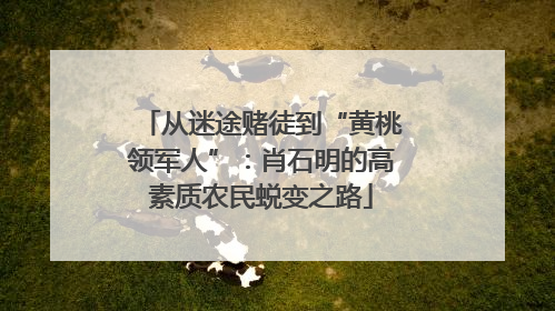 从迷途赌徒到“黄桃领军人”：肖石明的高素质农民蜕变之路