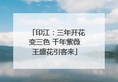 印江：三年开花变三色 千年紫薇王盛花引客来