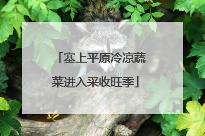 塞上平原冷凉蔬菜进入采收旺季