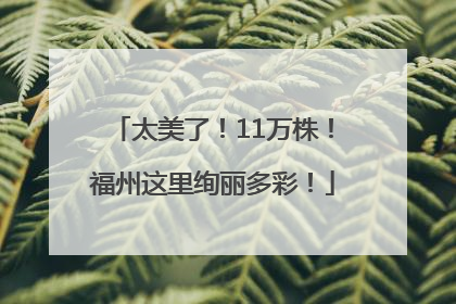 太美了！11万株！福州这里绚丽多彩！