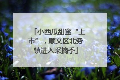 小西瓜甜蜜“上市”，顺义区北务镇进入采摘季