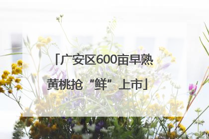 广安区600亩早熟黄桃抢“鲜”上市
