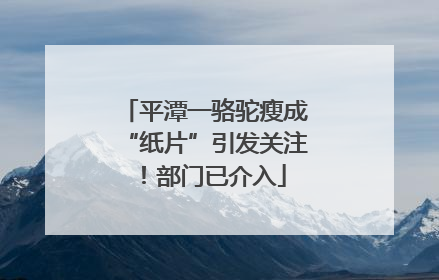 平潭一骆驼瘦成“纸片”引发关注！部门已介入