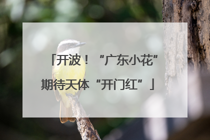 开波！“广东小花”期待天体“开门红”