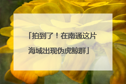 拍到了！在南通这片海域出现伪虎鲸群