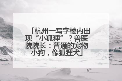 杭州一写字楼内出现“小狐狸”？兽医院院长：普通的宠物小狗，像狐狸犬