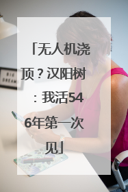 无人机浇顶？汉阳树：我活546年第一次见