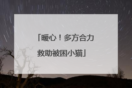 暖心！多方合力救助被困小猫