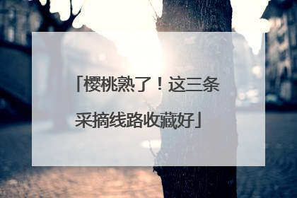 樱桃熟了！这三条采摘线路收藏好