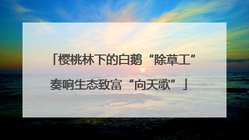 樱桃林下的白鹅“除草工” 奏响生态致富“向天歌”