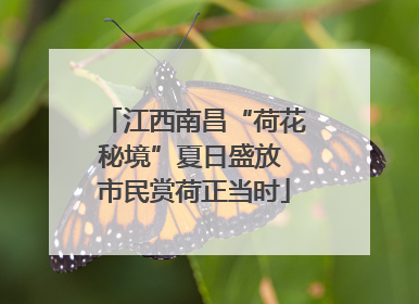 江西南昌“荷花秘境”夏日盛放 市民赏荷正当时