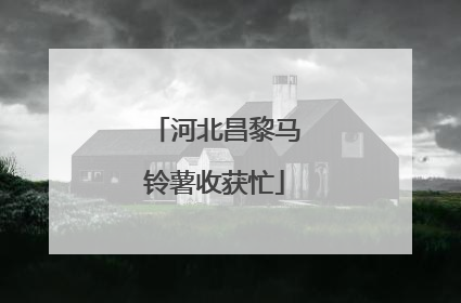 河北昌黎马铃薯收获忙