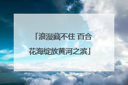 浪漫藏不住 百合花海绽放黄河之滨