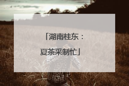 湖南桂东：夏茶采制忙