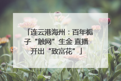 连云港海州：百年栀子“触网”生金 直播开出“致富花”