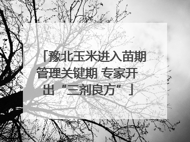 豫北玉米进入苗期管理关键期 专家开出“三剂良方”