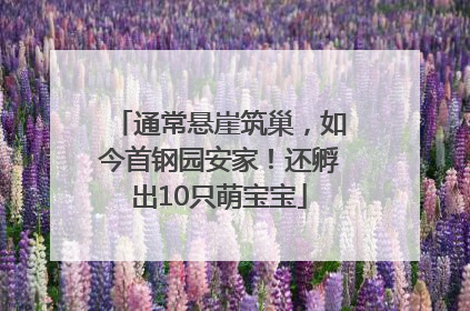 通常悬崖筑巢，如今首钢园安家！还孵出10只萌宝宝