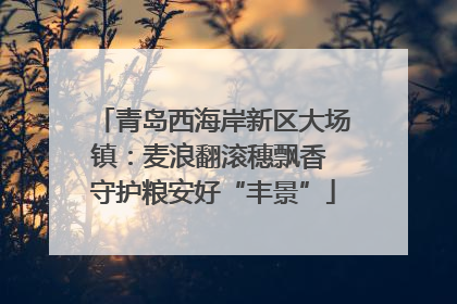 青岛西海岸新区大场镇：麦浪翻滚穗飘香 守护粮安好“丰景”