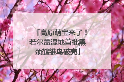 高原萌宝来了！若尔盖湿地首批黑颈鹤雏鸟破壳