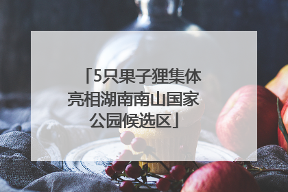 5只果子狸集体亮相湖南南山国家公园候选区